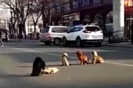 4 chú chó lang thang ngồi chắn giữa đường để bảo vệ ‘người bạn’ bị xe tông