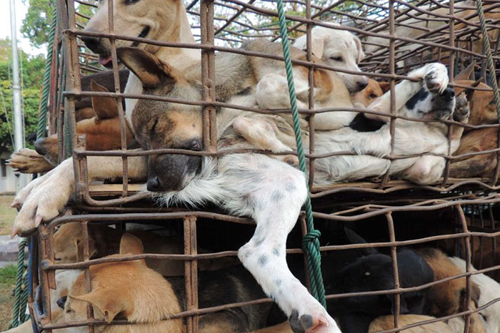 Taiwan bans eating dogs cats meat 11