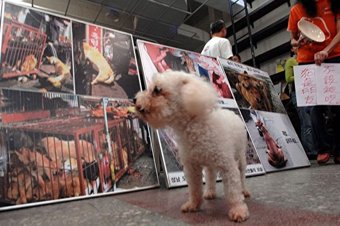 Taiwan bans eating dogs cats meat 7