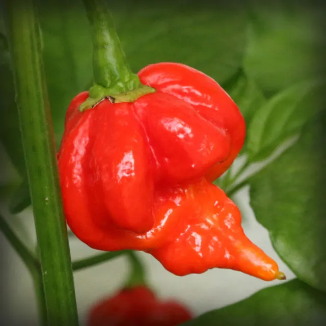 Trinidad Scorpion Butch T1