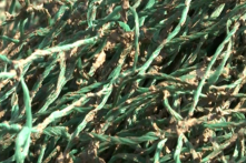 Sau Quảng Trị, ‘bùn lạ’ bám vào lưới ngư dân xuất hiện ở Quảng Bình