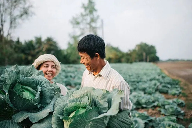 Bộ ảnh ba mẹ trong vườn bắp cải của chàng trai Sóc Trăng thu hút cộng đồng mạng