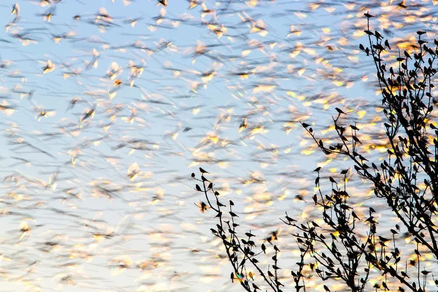 bird photographer of the year 2017 39 59ad0e915b3f0 jpeg 880