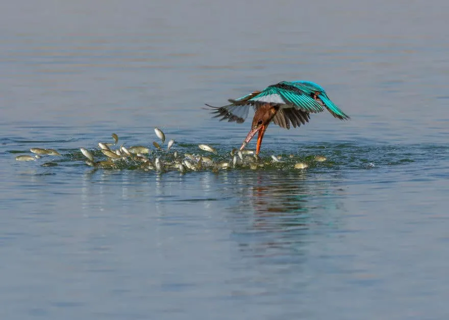 bird photographer of the year 2017 45 59ad10422cd8e jpeg 880