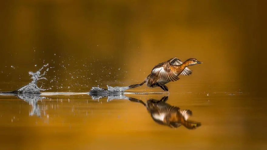 bird photographer of the year 2017 47 59ad106bd31e6 jpeg 880