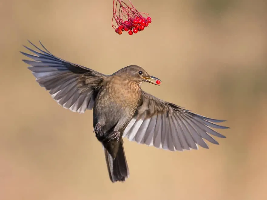 bird photographer of the year 2017 54 59ad1119667b3 jpeg 880