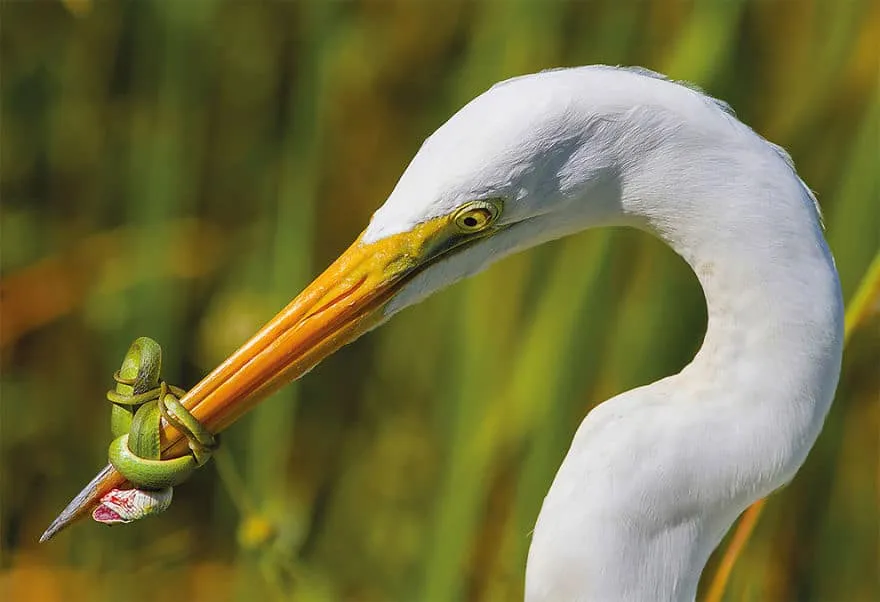 bird photographer of the year 2017 7 59acfc9ee1416 880