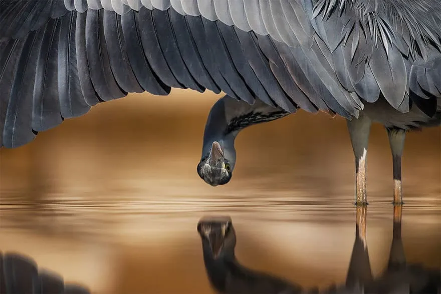 bird photographer of the year 2017 8 59acfca08f042 880