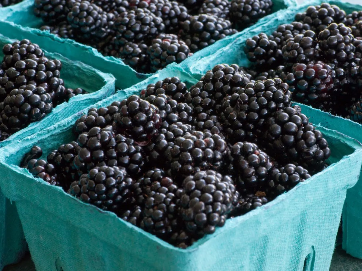 blackberries