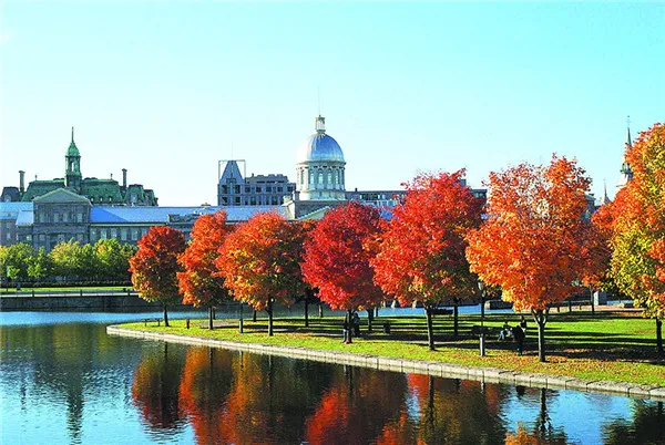 Kết quả hình ảnh cho lá phong canada