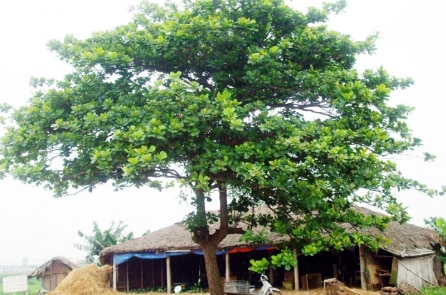 Gần nhà tôi có một cây bàng…