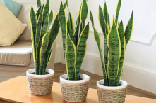 6 loại cây thích hợp đặt trong nhà diện tích nhỏ