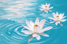 Lương tâm một người đáng giá bao nhiêu?