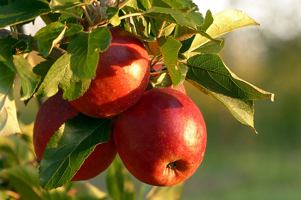 Fruit, Apple, Malum, Red, Healthy, Apple Tree