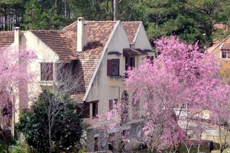 le hoi hoa anh dao da lat 2017