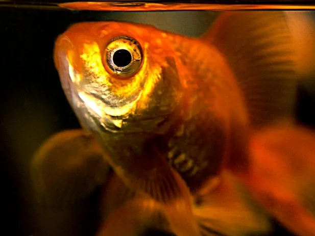 keeping goldfish in big glass bowls is not tolerated in rome italy