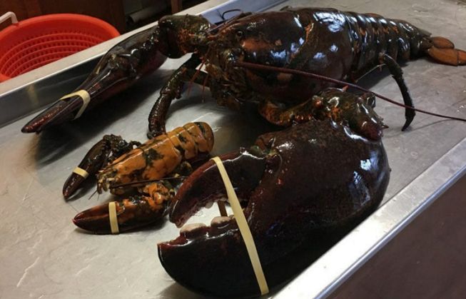 King Louie đằng sau một con tôm hùm nặng 1,4 kg. (Photo: CATHERINE MACDONALD/Twitter)