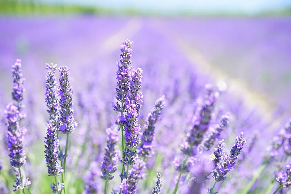 lavender blossom 1595581 960 720 image