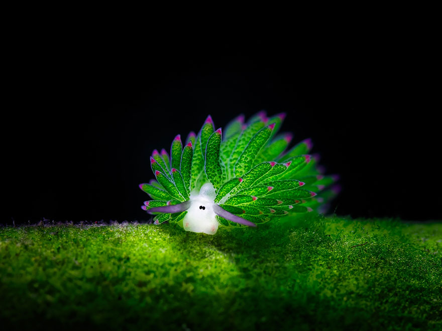 leaf sheep sea slug costasiella kuroshimae 1