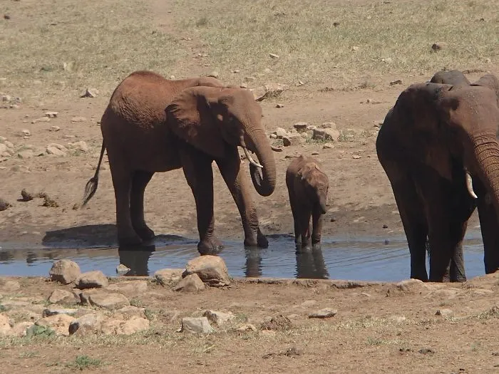 man brings water wild animals kenya 19 58aac70defc68 700