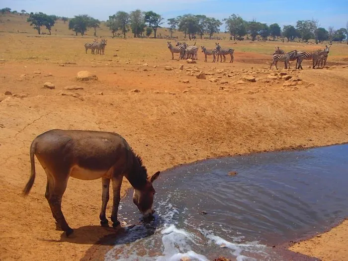 man brings water wild animals kenya 6 58aac6e8aca1d 700