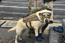 Gặp ‘cô chó anh hùng’ Frida đang cứu giúp các nạn nhân động đất tại Mexico