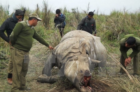 Quả báo nhãn tiền? Nhiều kẻ săn trộm tê giác bị đàn sư tử ăn thịt