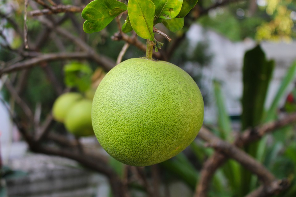 pomelo 1900795 960 720 image