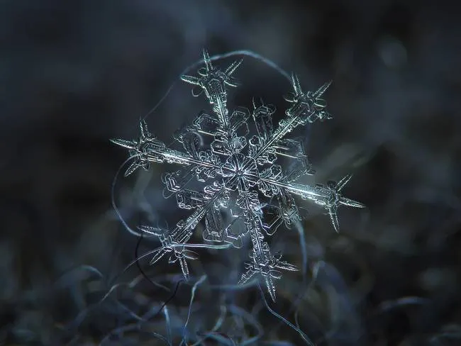 macro snowflake photo