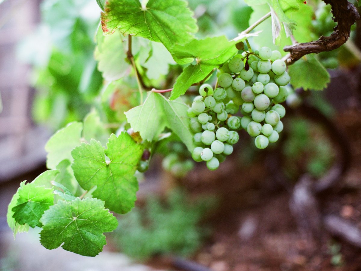 Spain: grapes