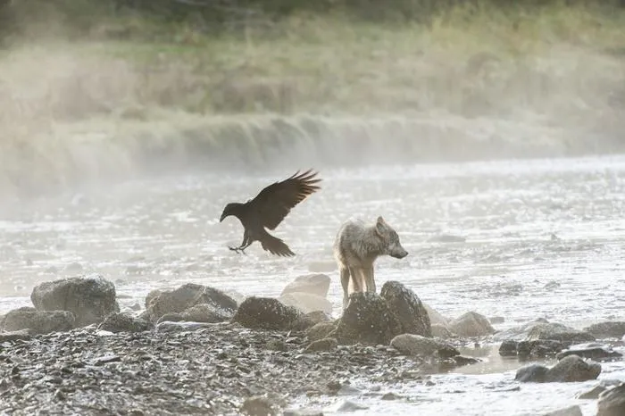 swimming sea wolves pacific coast canada ian mcallister 1