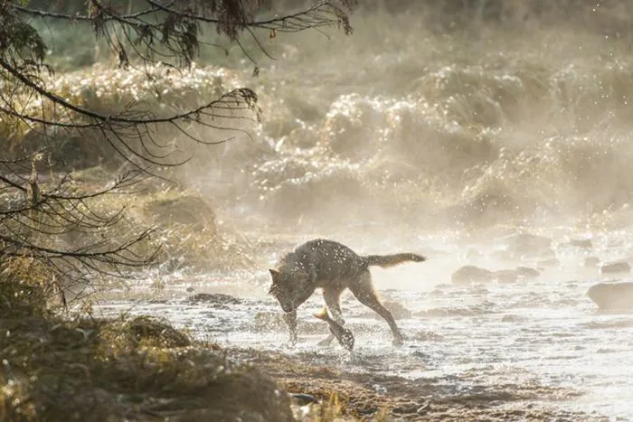 swimming sea wolves pacific coast canada ian mcallister 10