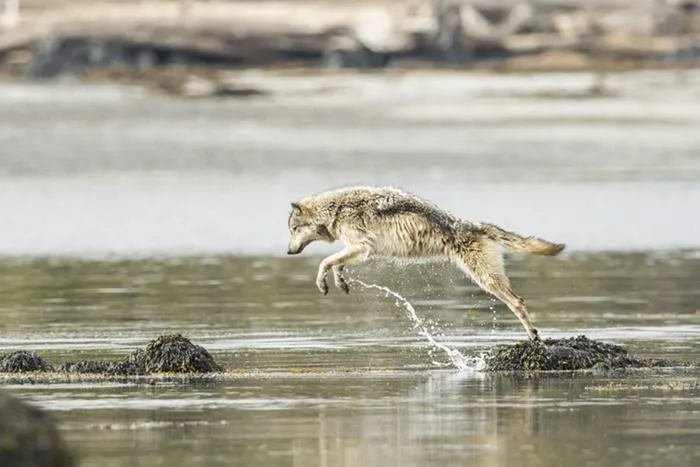 swimming sea wolves pacific coast canada ian mcallister 11