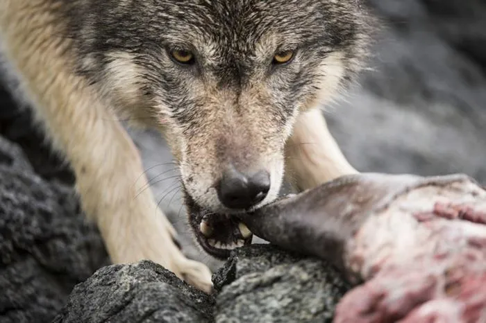 swimming sea wolves pacific coast canada ian mcallister 12