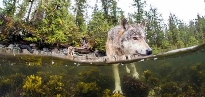 swimming sea wolves pacific coast canada ian mcallister 4