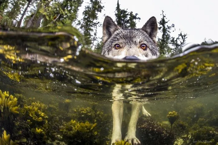 swimming sea wolves pacific coast canada ian mcallister 5