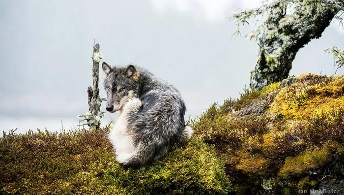 swimming sea wolves pacific coast canada ian mcallister 9