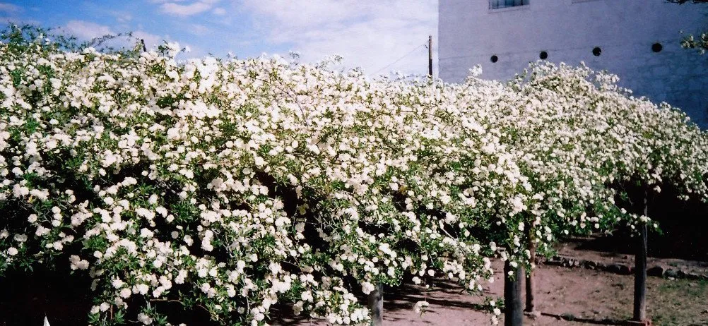 white lady banksia rose3