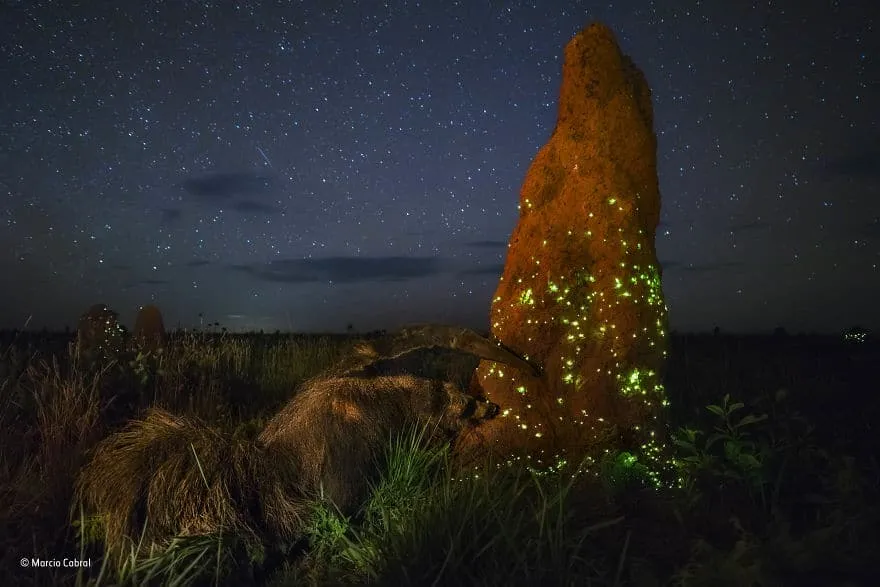 wildlife photographer of the year 2017 natural history museum 1 59e8498838d35 880