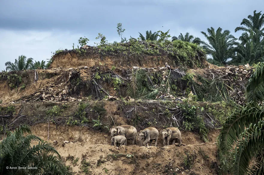 wildlife photographer of the year 2017 natural history museum 60 59e85d0b6d792 880