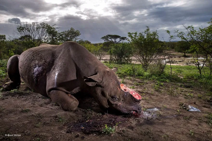 wildlife photographer of the year 2017 natural history museum 66 59e85e8dd3269 880