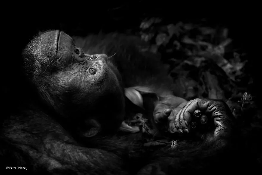 wildlife photographer of the year 2017 natural history museum 7 59e84d410f8ce 880