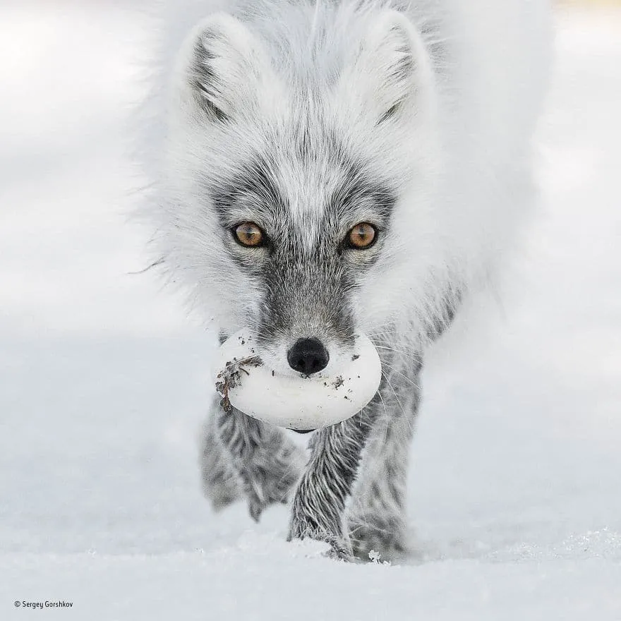 wildlife photographer of the year 2017 natural history museum 9 59e84d475f582 880