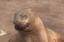 Sư tử biển mẹ kêu khóc đau thương vì mất con (Video)