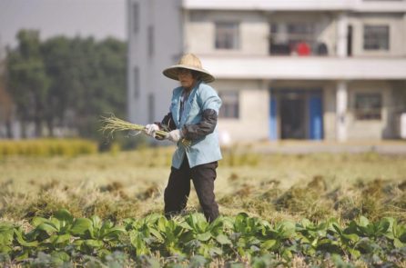 Dịch COVID-19 giáng đòn nặng vào nông dân Trung Quốc