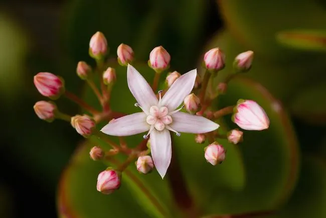 Crassula ovata RTBG.jpg.650x0 q70 crop smart