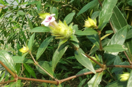 Hoàn ngọc: cây thuốc quý nên có trong nhà