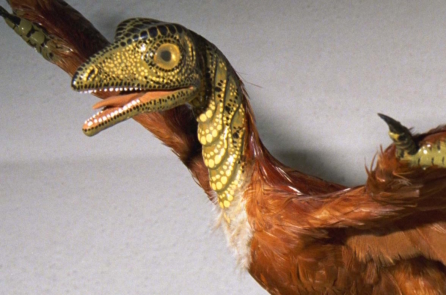 Các hóa thạch của thuyết tiến hóa: Sự thật hay bị làm giả?