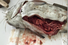 9 mẫu cá biển tại Hà Tĩnh tồn dư Xyanua, Phenol, Cadimi