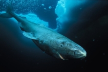 Cá mập Greenland 400 tuổi là loài có xương sống thọ nhất thế giới